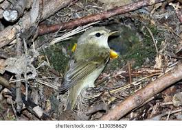 Attēlu rezultāti vaicājumam “Phylloscopus trochiloides”
