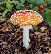 Image result for vliegenzwam