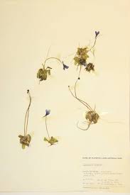 Attēlu rezultāti vaicājumam “Lentibulariaceae”