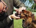 HowStuffWorks "Judging Dog Shows"