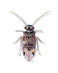 Attēlu rezultāti vaicājumam “Psocoptera”