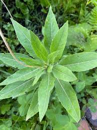 Attēlu rezultāti vaicājumam “Oenothera biennis leaf”