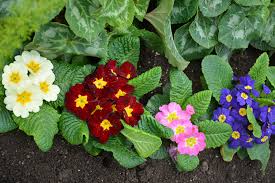 Attēlu rezultāti vaicājumam “Primula x margotae”