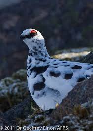 Attēlu rezultāti vaicājumam “Lagopus lagopus male”