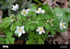 Attēlu rezultāti vaicājumam “Isopyrum thalictroides flower”