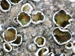 Attēlu rezultāti vaicājumam “Lecanora allophana”