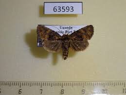 Attēlu rezultāti vaicājumam “Oligia sp.”