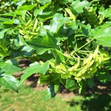 Attēlu rezultāti vaicājumam “Acer campestre leaf”