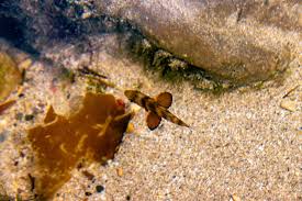 Image result for Diplodus cervinus