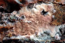 Attēlu rezultāti vaicājumam “Ceriporia excelsa”