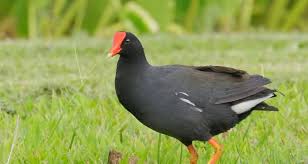 Attēlu rezultāti vaicājumam “Gallinula chloropus”