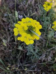 Attēlu rezultāti vaicājumam “Erysimum hieracifolium”