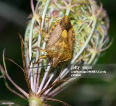Attēlu rezultāti vaicājumam “Carpocoris sp. nymph”