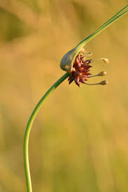 Attēlu rezultāti vaicājumam “Allium oleraceum flower”