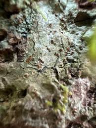 Attēlu rezultāti vaicājumam “Thelopsis rubella”