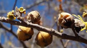 Attēlu rezultāti vaicājumam “Hamamelis vernalis bud”