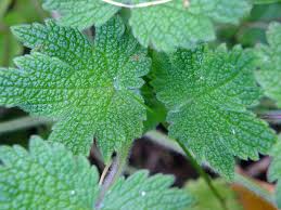 Attēlu rezultāti vaicājumam “Leonurus quinquelobatus leaf”