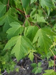 Attēlu rezultāti vaicājumam “Acer negundo leaf”
