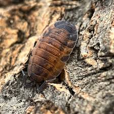 Attēlu rezultāti vaicājumam “Porcellio scaber”
