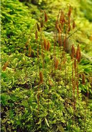 Attēlu rezultāti vaicājumam “Pohlia nutans sporophyte”