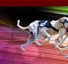 Image result for Reading Greyhound Track