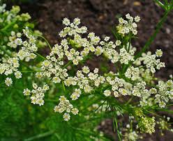 Image result for Carum carvi