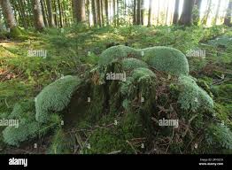 Attēlu rezultāti vaicājumam “Leucobryum glaucum”