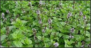 Image result for Mentha piperita
