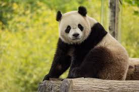 Image result for pandas