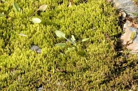 Attēlu rezultāti vaicājumam “Barbula unguiculata macro”