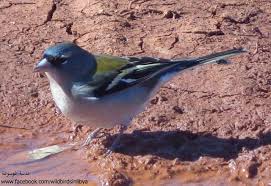 Attēlu rezultāti vaicājumam “Fringilla coelebs”