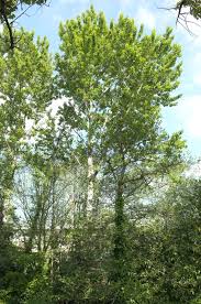 Attēlu rezultāti vaicājumam “Populus laurifolia”