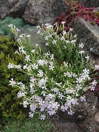 Attēlu rezultāti vaicājumam “Silene baccifera flower”
