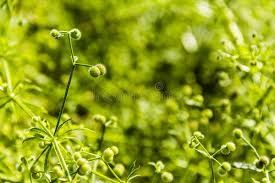 Attēlu rezultāti vaicājumam “Galium aparine fruit”
