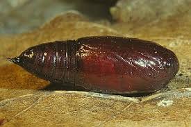 Attēlu rezultāti vaicājumam “Dypterygia scabriuscula”