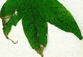 Attēlu rezultāti vaicājumam “Badhamia capsulifera var. arborea sessile”