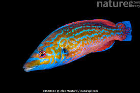 Image result for Labrus mixtus