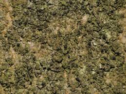 Attēlu rezultāti vaicājumam “Scoliciosporum chlorococcum”