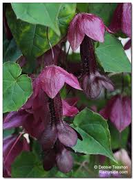 Image result for Rhodochiton atrosanguineum