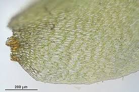 Attēlu rezultāti vaicājumam “Rhytidiadelphus triquetrus sporophyte”