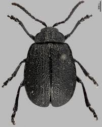 Attēlu rezultāti vaicājumam “Galeruca tanaceti”