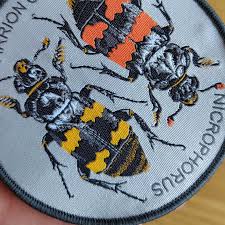 Attēlu rezultāti vaicājumam “Nicrophorus investigator”