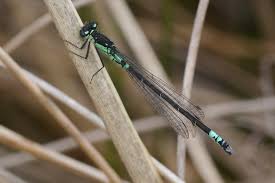 Attēlu rezultāti vaicājumam “Coenagrion armatum male”