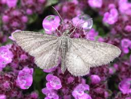 Attēlu rezultāti vaicājumam “Eupithecia satyrata”