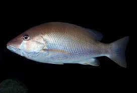 Image result for Lutjanus jocu