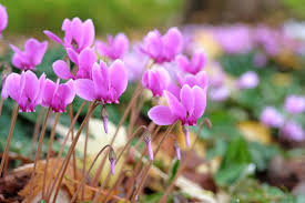 Attēlu rezultāti vaicājumam “Cyclamen hederifolium”