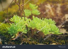 Attēlu rezultāti vaicājumam “Sedum pallidum leaf”