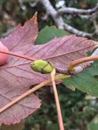 Attēlu rezultāti vaicājumam “Acer pseudoplatanus fo. purpurascens”