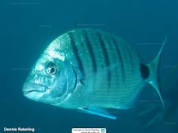 Image result for Diplodus cadenati