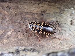 Image result for ゴキブリ報告所